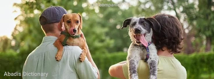 pet companion